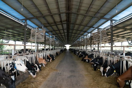 借创建国家食品安全示范城市东风 助菏泽食品产业转型升级 食用农产品批发